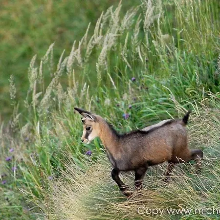 Villa Le Repaire Du Faon-4 Etoiles-12 Pers-filet Mezzanine-lit