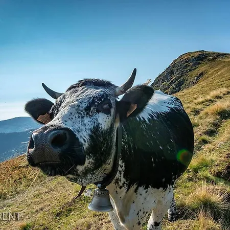 Villa Le Repaire Du Faon-4 Etoiles-12 Pers-filet Mezzanine-lit *